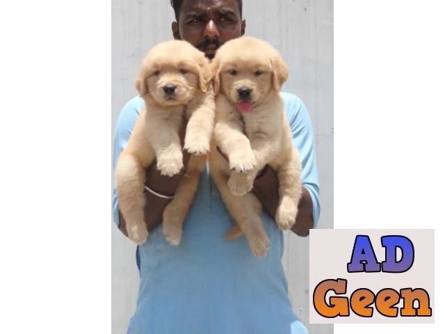 used Golden Retriever puppies now avail 6371292280 for sale 